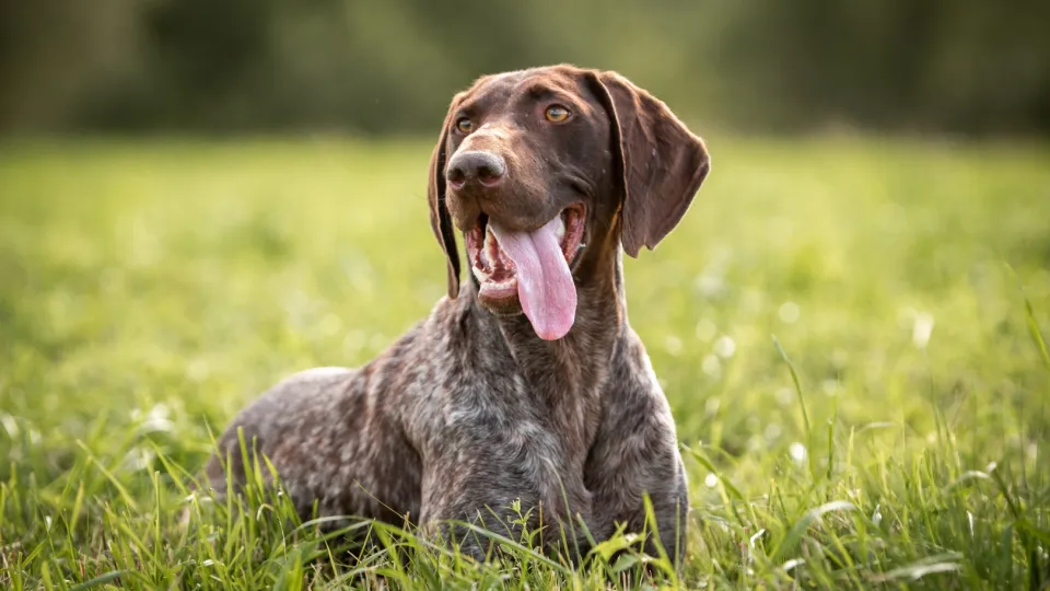 German Shorthaired Pointer